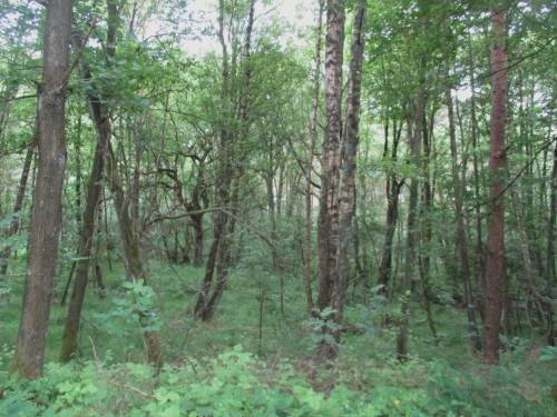 Entlang eines Moränenhangs, im tiefer Liegenden mit feuchtem Auwald bewachsen, verläuft die Schwindebeck-Aue.