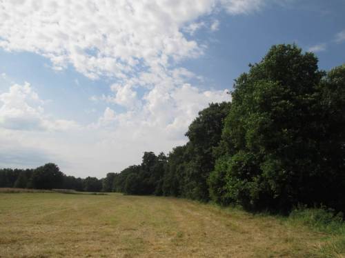 Nun muss ich noch ein gutes Stück "anmarschieren", bevor ich mich auf einen gemütlichen Rückweg mache. Die gemähte Pferdeheuwiese lässt mich gut vorankommen. - Heiss brennt die Sonne.