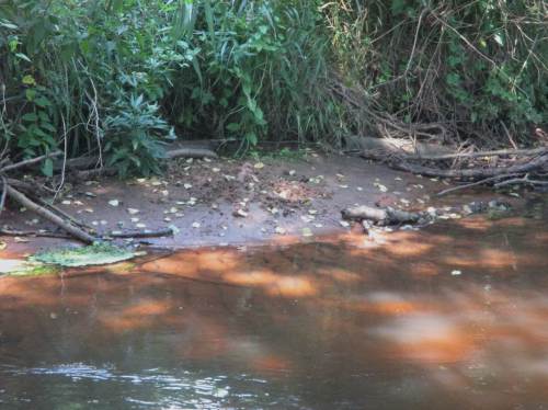 Hier war also mein Freund Otter bzw. ist es - kenntlich am "Otterscharrhaufen", mit dem er frei fallenden Sand kennzeichnet.