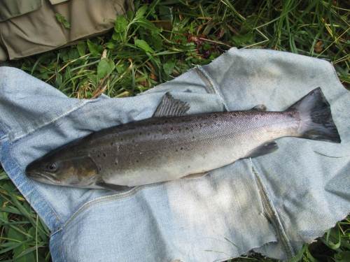 Ok, ich darf mich also nach Hause trauen ... - ein Meerforellenmännchen von 52 cm wird uns Kleinfamilie mit 3 Portionen erfreuen.