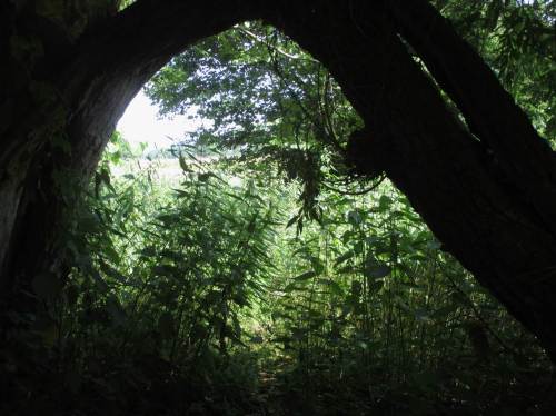 Ich liebe Strecken wie diese - hier findet der sommerkühle Bach mit seiner Lebensgemeinschaft durch naturnahe Auwald-Allee immerhin minimalen Schutz vor Überhitzung.