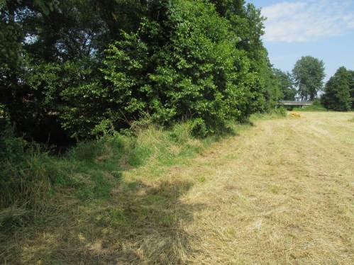 Die Erlen-Allee wird schwächer, löchrig. Ich nutze den letzten Schatten, um das Auto nicht allzu überhitzt zu erreichen.