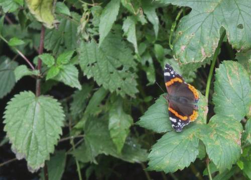 Auch den Admiral habe ich neben Weisslingen, Bläulingen, Kleinem Fuchs und Landkärtchen in guten Stückzahlen gesehen.