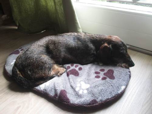 Socke in Nienstedten, Hamburg, August 2016.