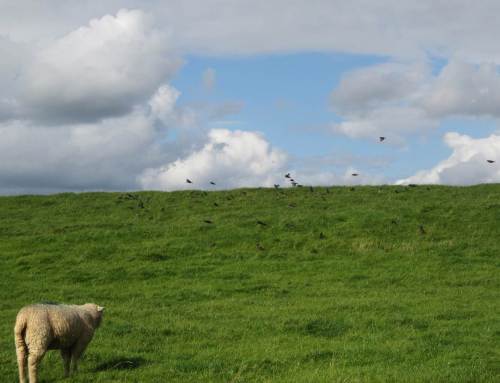 Aufnahmen von einer früheren Radtour - Stare im Schwarm, der Elbdeich als Nahrungs-Eldorado.