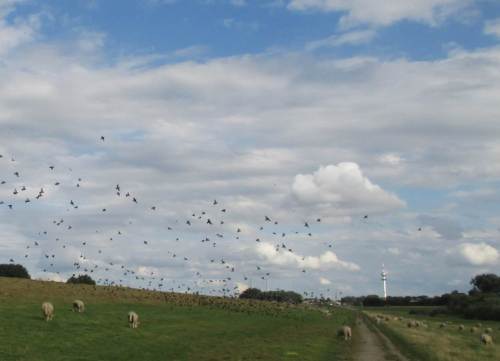 Elbdeich Richtung Wedel, Stare, Schafe ...
