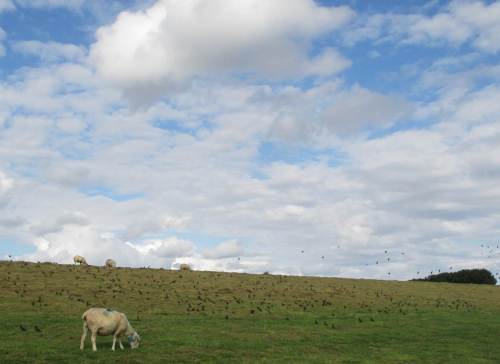 Und immer weiter ... - Schafe, Stare ...