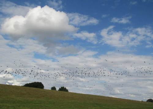 Weiter Richtung Wedel ersetzen Möwen zunehmend die Stare als Insektenfresser.