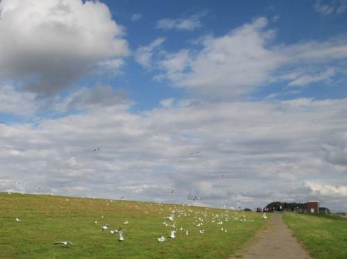 Möwen am Deich. Wer`s nicht erlebt hat, wird es kaum glauben.