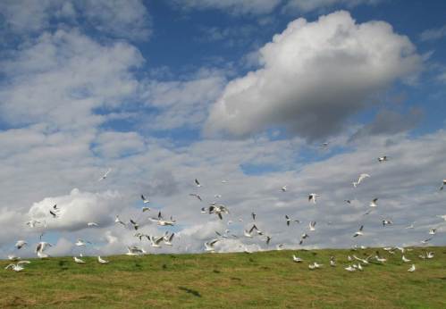 Am Ende des Schwarms angekommen - zurück also zu den Staren (nein, nicht zurückradeln!).
