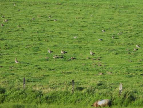 Graugänse hinterm Deich.