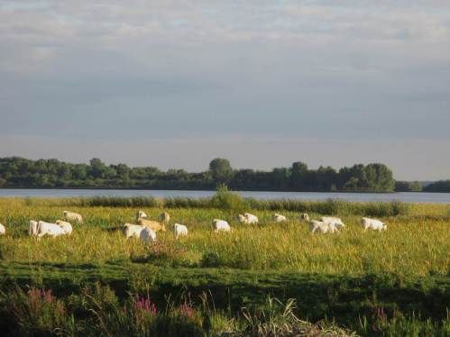 Zwischen Deich und Elbe eine weisse Rinderherde - zu deren Begleitern in einem nächsten Beitrag mehr, Stare wird das Stichwort sein.