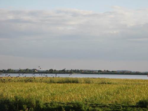 Der Schwarm fliegt zunächst flach, parallel zur Elbe.