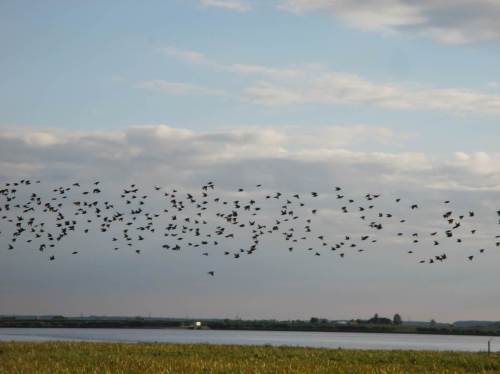 Dann steigt er höher, noch immer Elbe-parallel.