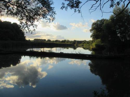 Hier hatte ich auf einer früheren Tour intensives Schwätzen einer offenbar riesigen Zahl Stare aus dem Röhricht gehört. Heute ist es (noch?) still.