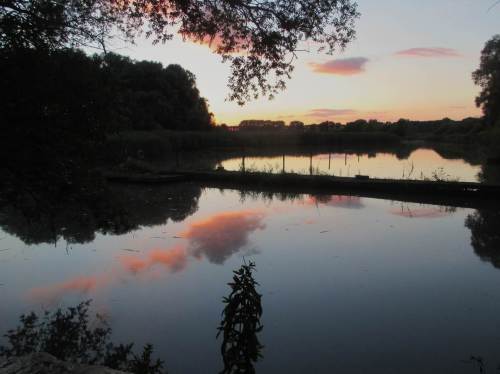 Und wieder am ehemaligen Sportboothafen - weiter Stille im durch Weiden-Auwaldrest windgeschützten Röhricht.
