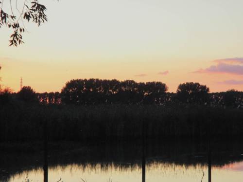 Da ist er! Der erste Starenschwarm! Flach, auf dem Foto kaum ahnbar an verschwommener Spiegelung, fliegt er in Windeseile an und rauscht ins Röhricht. Schon geht das Schwätzen los.