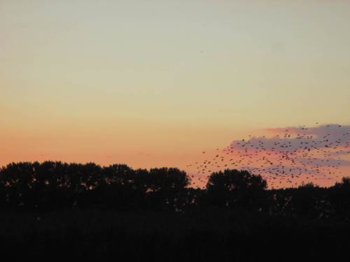 Mit nur kleinen Pausen rauschen im Minutentakt Schwärme mit je 50 bis ca. 500 Staren herein.