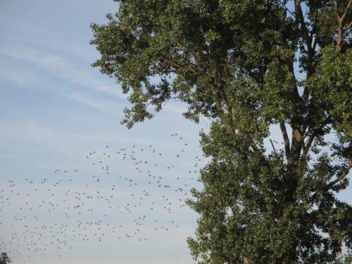 Am Fährmannssand fliegt gerade noch eine 500er-Gruppe Stare in die Pappeln.
