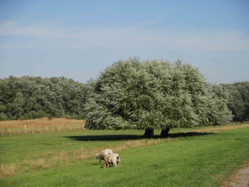 Elbvorland nahe Haseldorf - wer hat wohl die beiden Weiden so professionell getrimmt? Es ist 10 Uhr, noch morgenfrisch.