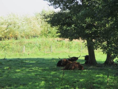 "Der Kluge legt sich in den Schatten - wir sind doch keine HornOchsen!"