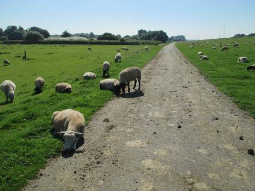 Gegen Mittag jappen die Schafe mächtig, legen sich platt auf das offenbar noch kühlende Grün. Später stehen sie in 3er- und 4er-Gruppen dicht zusammen und versuchen, sich gegenseitig Schatten zu spenden.