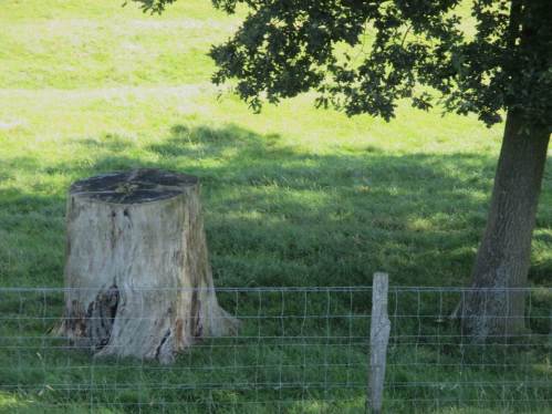 Leider ist fast überall festzustellen, dass über Jahrzehnte der Ersatz von Baumriesen geradezu verhindert wurde - hier immerhin ein gutes Beispiel, jüngere Bäume spenden bereits (wieder) Schatten.