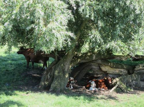Auch diese Rinder haben sich klar positioniert.