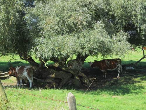 Hoffen wir mal, dass diese verbliebenen Alt-Weiden bald ein paar Nachfolger erhalten - zum Wohl der Weidegänger.