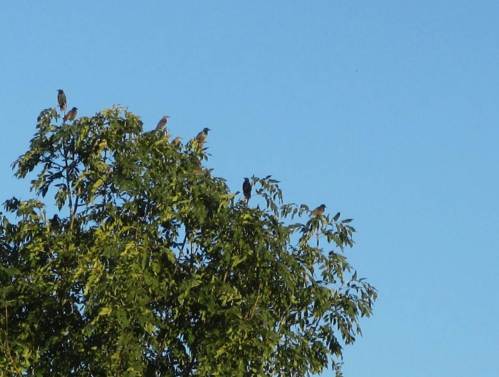 Wächter in den Baumspitzen - abendliches Star-Geschnatter neben der Mündung der Wedeler Au.