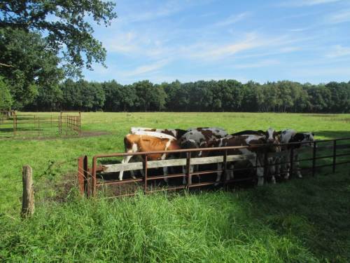 Kühe - Gedrängel an der Schattenspitze.