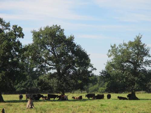 Ein Schattenbaum, am besten eine Gruppe von Altbäumen wie hier, sehr gefragte Plätze bei hitzigem Wetter.