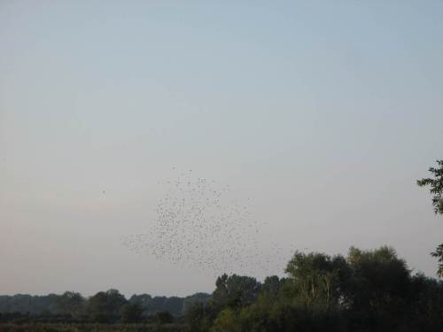 IMG_3883 - aufsteigender Starenschwarm querab Sperrwerk Wedeler Au
