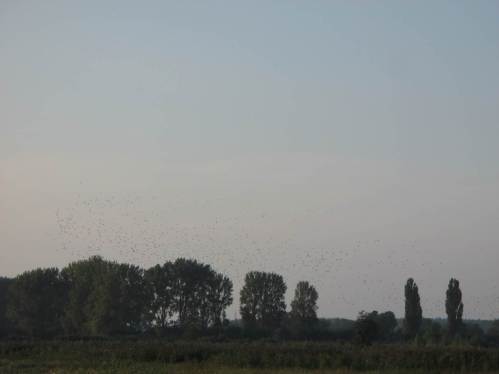 Vereinte Schwärme sausen Richtung Horizont.