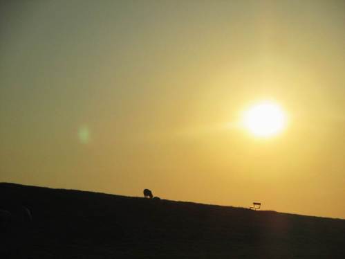 Schaf und Bank auf Deichhorizont in der Abendsonne - heute bleibe ich binnendeichs.