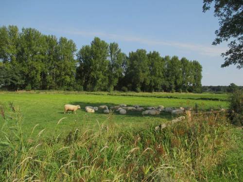 Wo möglich, strebt auch das letzte Schaf dem Schatten zu.