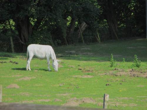 Der weisse Esel allerdings bleibt in der Sonne - weiss er um seine Albedo, strahlt er womöglich mehr ab, als er an Energie bekommt - wir wissen es nicht.