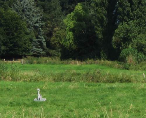 Dieser Graureiher hat offenbar guten Grund, seine Flügel ordentlich aufzuheizen. Nachfolgendes gründliches Putzen lässt darauf schliessen, dass er diverse Parasiten so richtig von der Sonne "backen" liess, damit er sich ihrer besser entledigen kann.