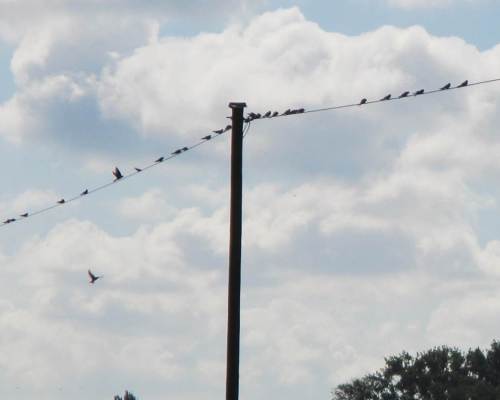 Die Schwalben sammeln sich tagsüber auf allen möglichen Leitungen, bevor sie nachts in Weidengebüschen übernachten. Die bevorstehende lange Südreise zeigt ihre Vorbereitungen.