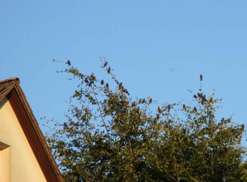 Und da sind weitere Stare, zahlenmäßig nicht zu unterschätzen, in Bäumen der Nachbarschaft.