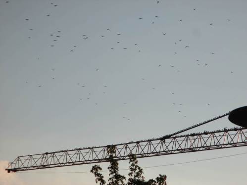 Neue Interessenten kommen zu Hunderten und sortieren sich ein.