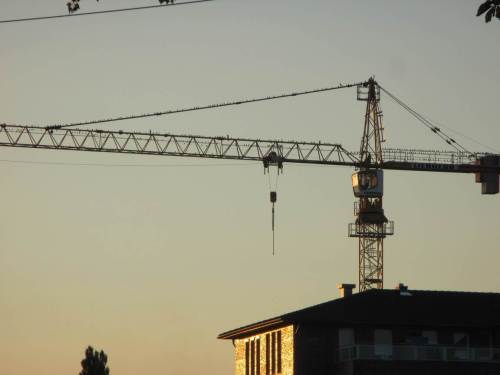 Zurück geht die Tour - die Stare haben die Queen Mary 2 nun auch gesehen, die Hälfte etwa ist bereits in die Schlafröhrichte abgeflogen. In wenigen Minuten folgt der Rest.