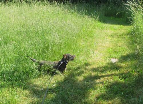Socke im Botanischen Volkspark Blankenfelde-Pankow, Berlin, Mai 2016.
