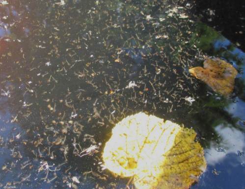 Gerade wieder gesehen - Massen von Larven, Puppen, schlüpfenden und geschlüpften Stechmücken.