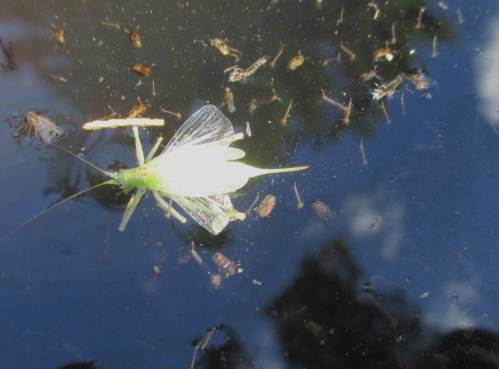 Und ohne Deckel ist solch Regenwasserfass auch noch Todesurteil für manchen Flieger.