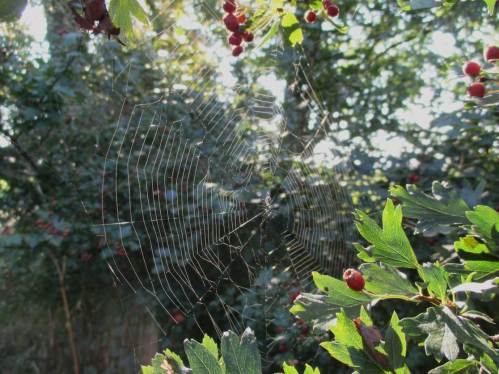 Wohin man guckt, Herbstliches. Gleichwohl werden Temperaturrekorde geknackt, wie seit Tagen werden an die 30 Grad C erreicht. 