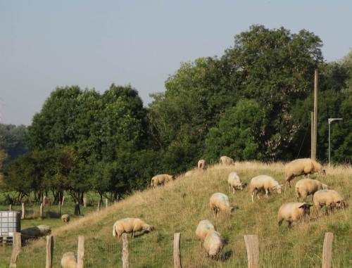 Schafe schwitzen in ihrem Fell, kein Schatten am Deich.