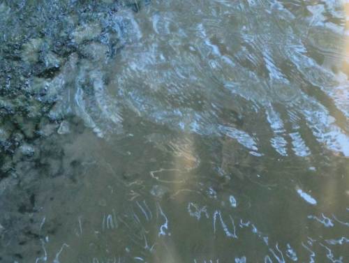 Vorgestern lief ein Prachtexemplar mit ablaufend Wasser der Ebbe hinterher - vielleicht auf Bekanntenbesuch, wohl eher, um ein Versteck zu finden.