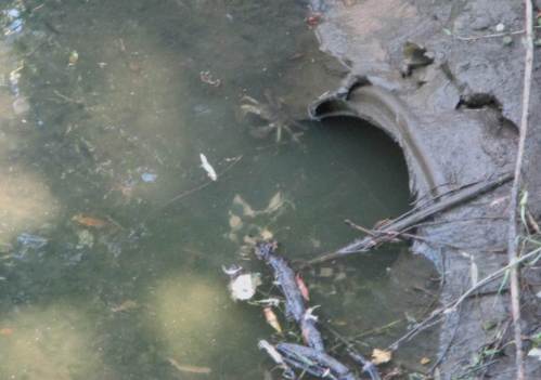 Gestern begrüßt mich an gleicher Stelle der Hauseigentümer vor der Haustür - bereit, bei Ankunft des Graureihers oder anderer gefährlicher Subjekte sofort im Haus zu verschwinden.