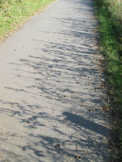 Der Bewuchs wirft auch am späteren Vormittag noch lange Schatten auf den Radweg.